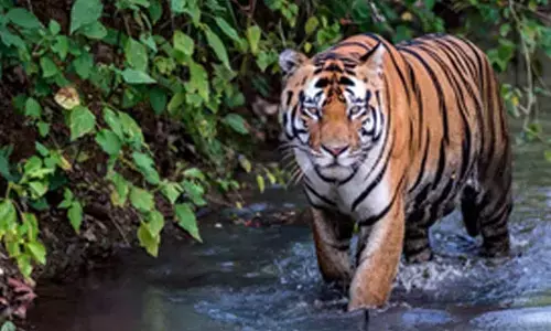 Komaram Bheem: Forest Officials Capture c That Terrorized Villages