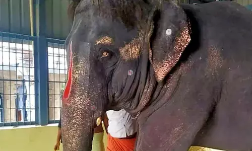 Activist Harassed and Attacked While Documenting Elephant’s Ordeal at Tamil Nadu Temple