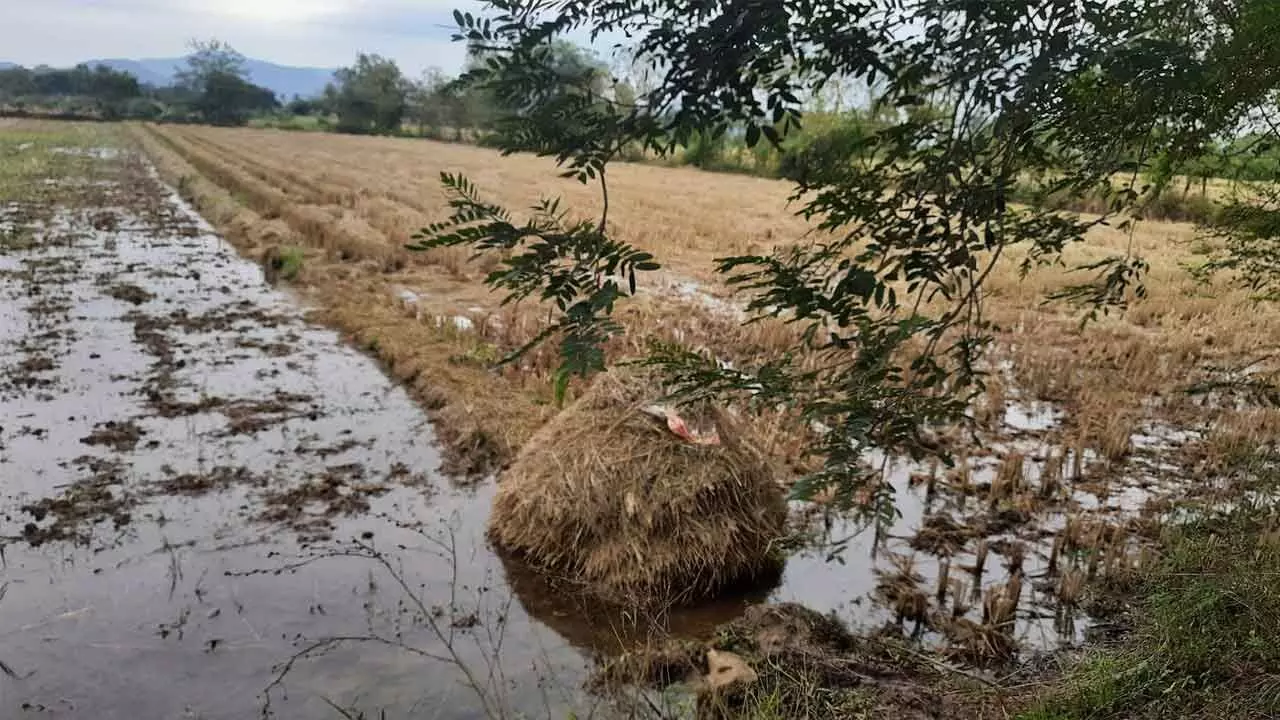 Unseasonal Rainfall: Crop losses claim 2 farmers’ lives