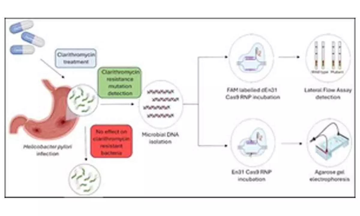 CRISPR-based diagnostic test to detect ulcer, gastric cancer-causing bacteria