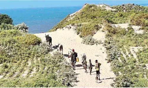 Harvesting Hope In Deserts