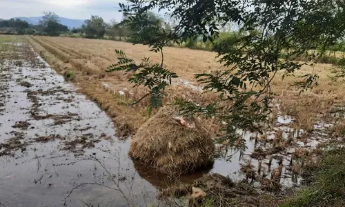 Unseasonal Rainfall: Crop losses claim 2 farmers’ lives