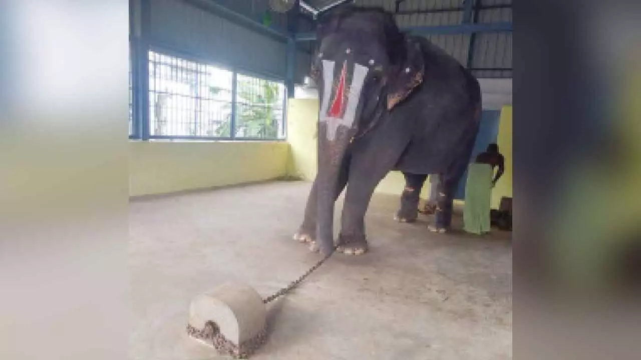 Activist harassed, attacked while documenting elephant’s ordeal at TN temple