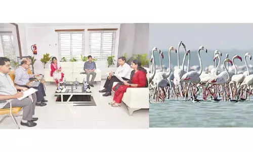 Flamingo festival set to return in style