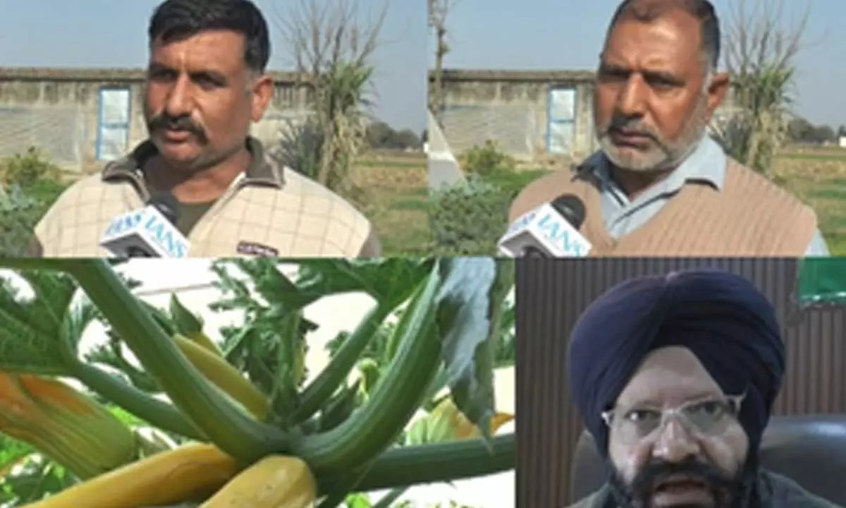 This govt is helping farmers the way a father helps son: Samba farmer on growing exotic vegetable