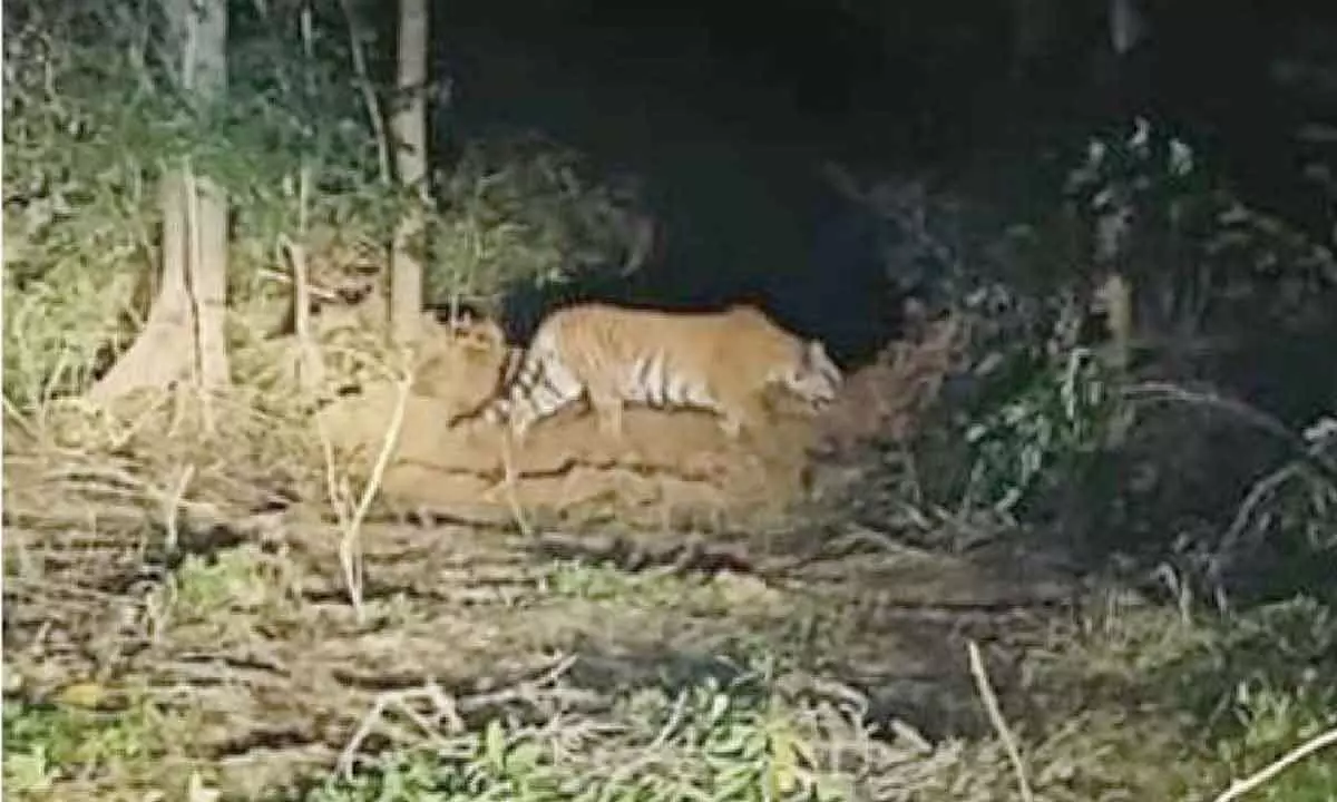 Tigress Zeenat captured in Bankura