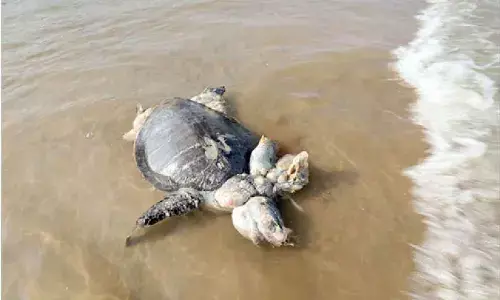 Pawan orders PCB to probe into pollution on Kakinada coast