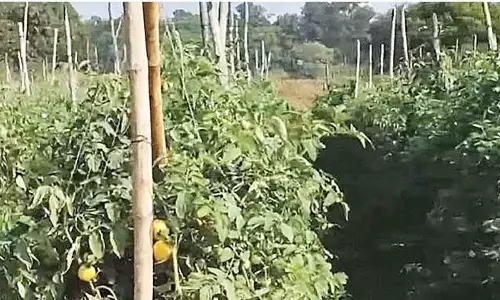 Modi praises Kalahandi farmers for ‘vegetable revolution’