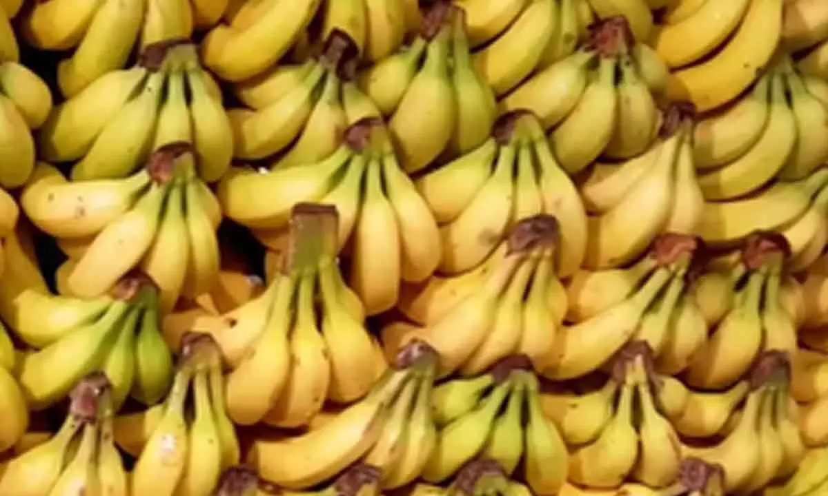 India targets $1 billion banana exports as sea route trial proves successful