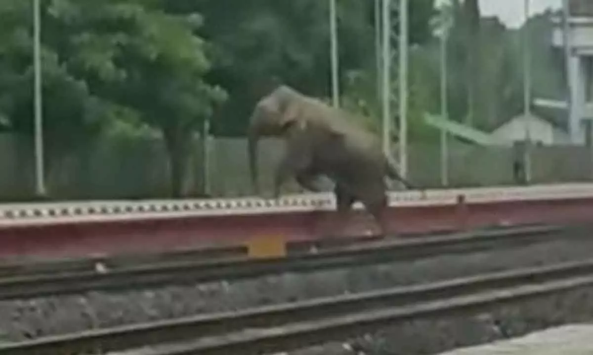 Wild elephant hit by speeding train in Tripura succumbs to injuries