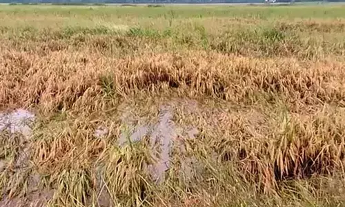 Crop damage: Deadline extended for farmers to submit report