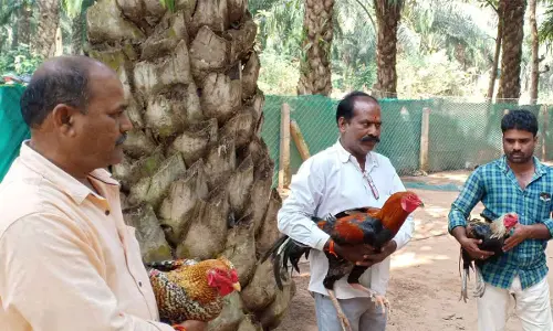 Khammam: Cockfighting preps begin early