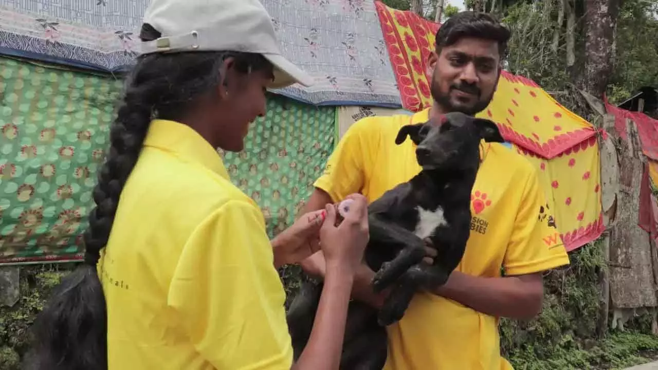 As rabies deaths rise, TN health dept directs vaccine availability in all districts