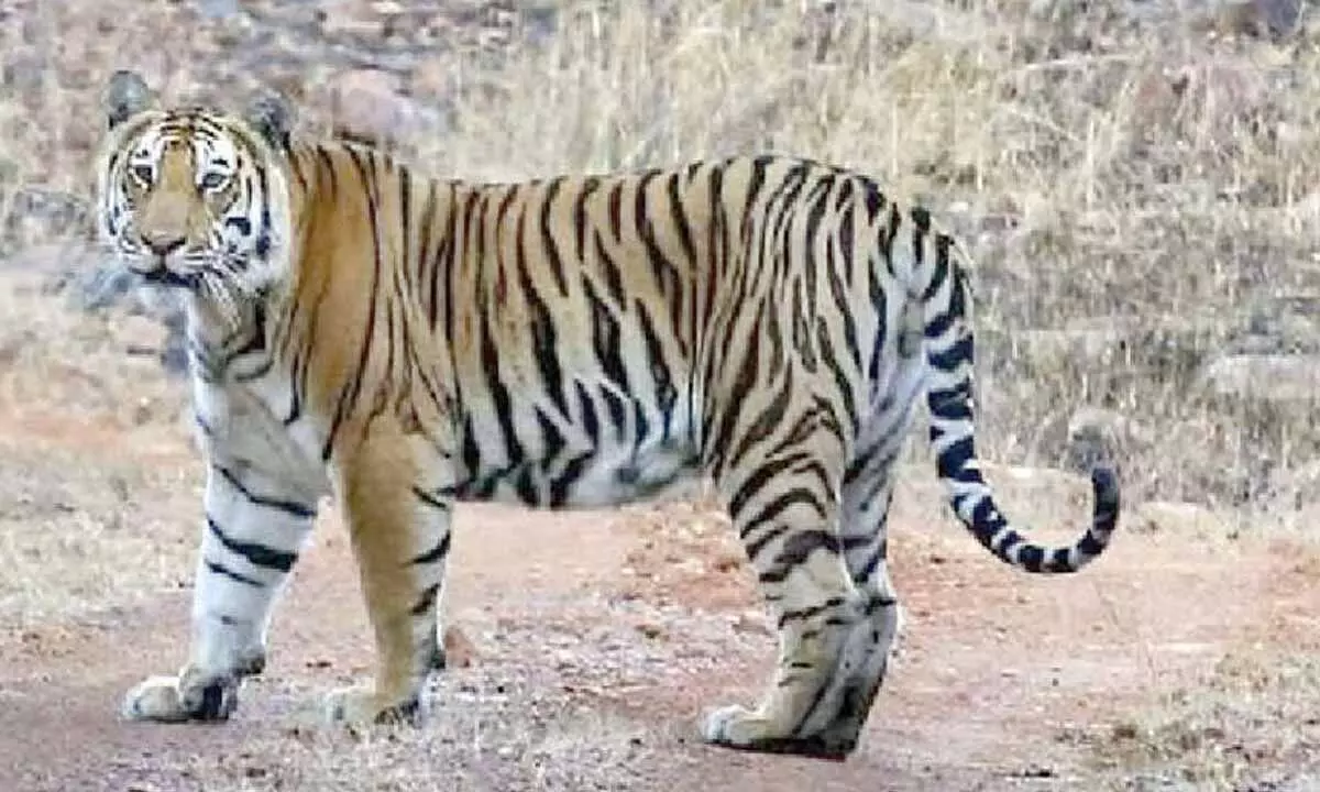 Tigress Zeenat brought back to Similipal