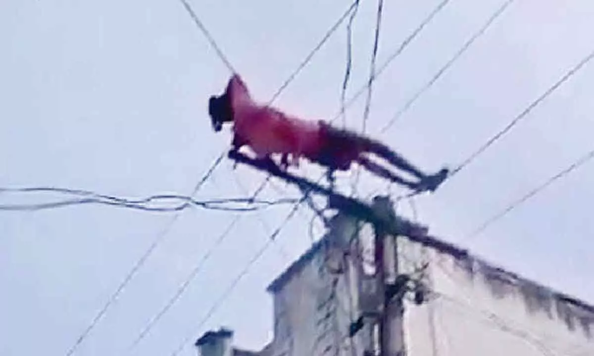 Boozer climbs up electric pole, lies down on wires