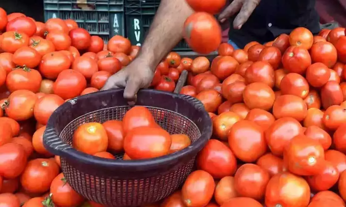 Farmers Set Tomato Crops on Fire Due to Falling Prices in Medak