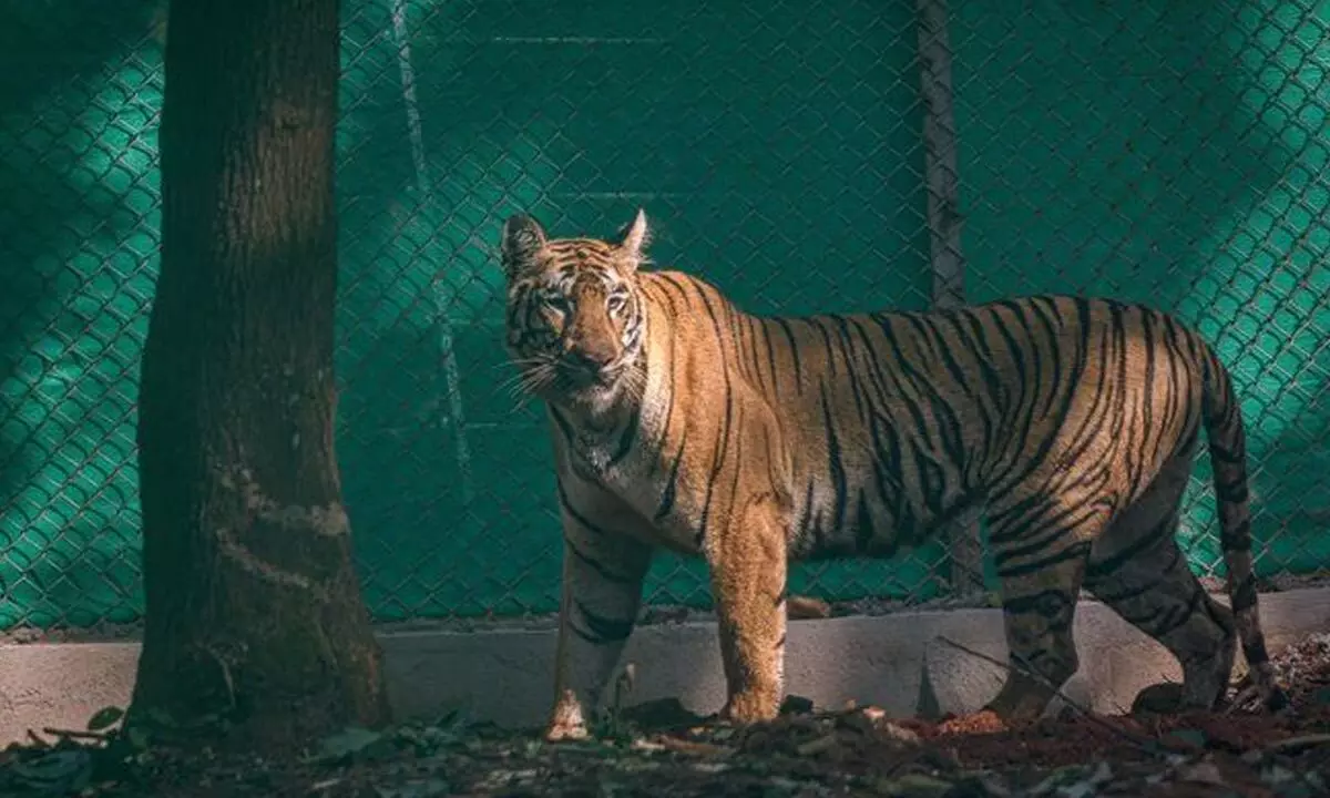 Odisha delays plans to relocate three tigers from MP