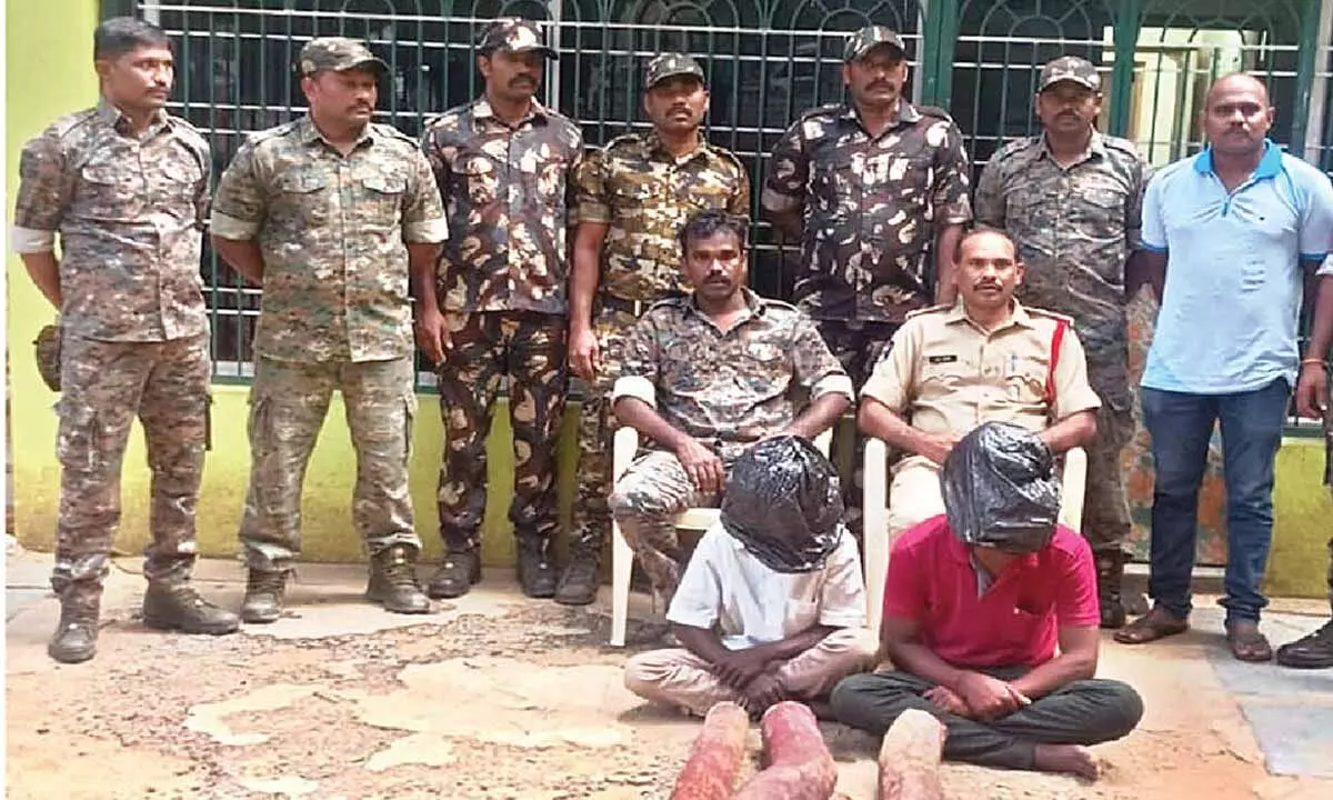 2 smugglers held, 3 red sanders logs seized