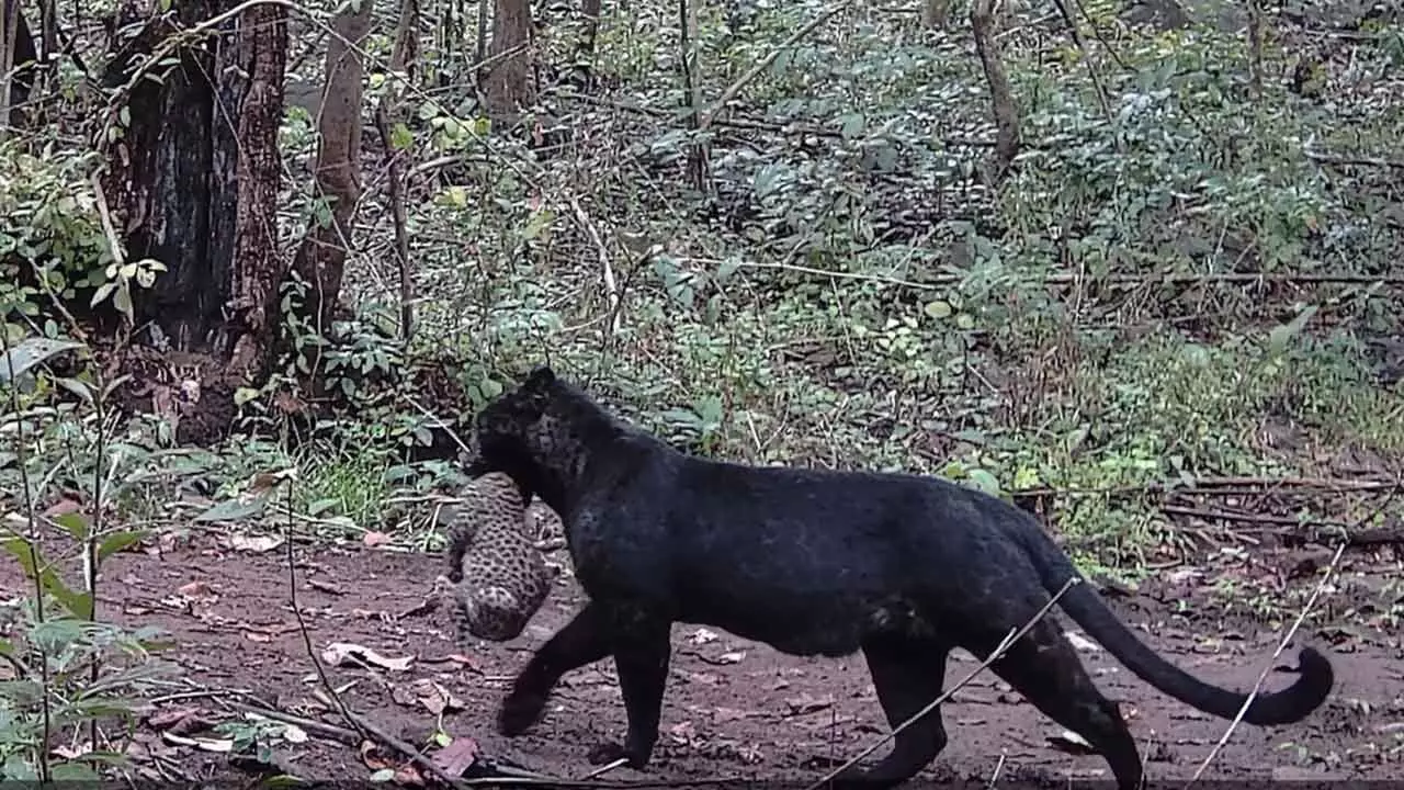 Rare black leopard spotted in Nayagarh