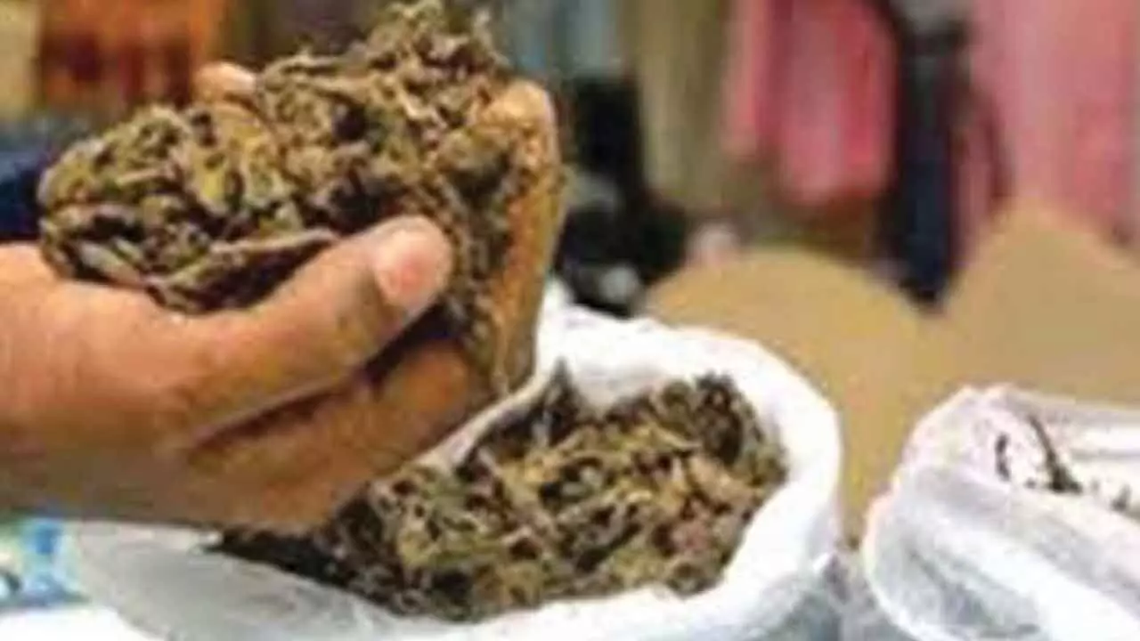 Massive Ganja Seizure in Zaheerabad: Four Arrested, 110 Kilograms Worth ₹30 Lakh Seized