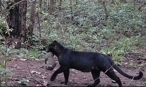 Rare black leopard spotted in Nayagarh