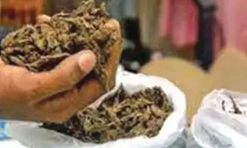 Massive Ganja Seizure in Zaheerabad: Four Arrested, 110 Kilograms Worth ₹30 Lakh Seized