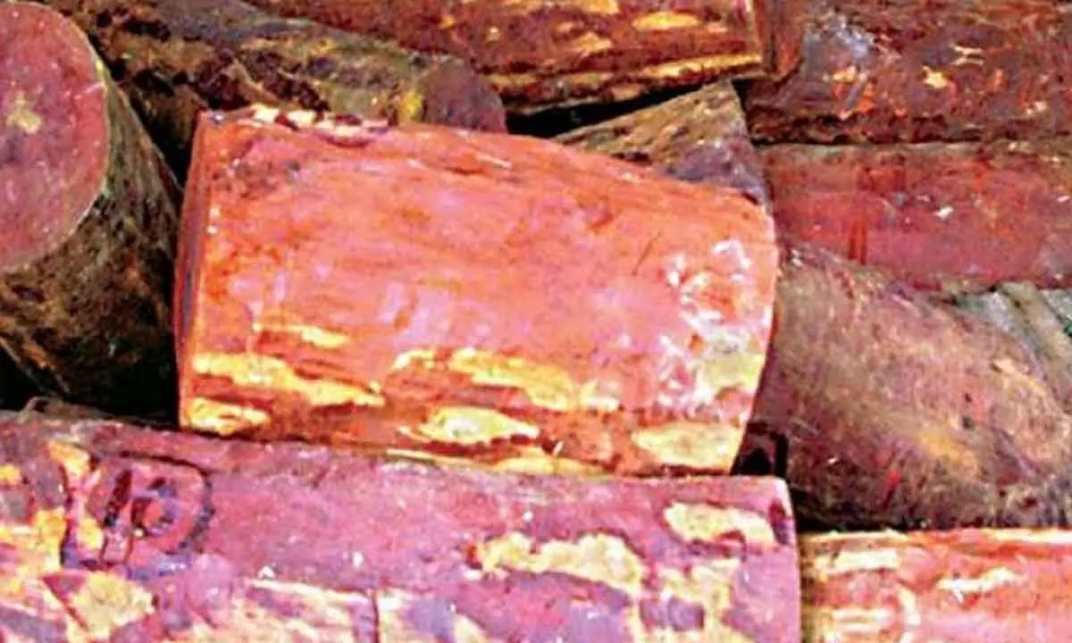 Forest department foils Red Sanders smuggling attempt in Tirumala