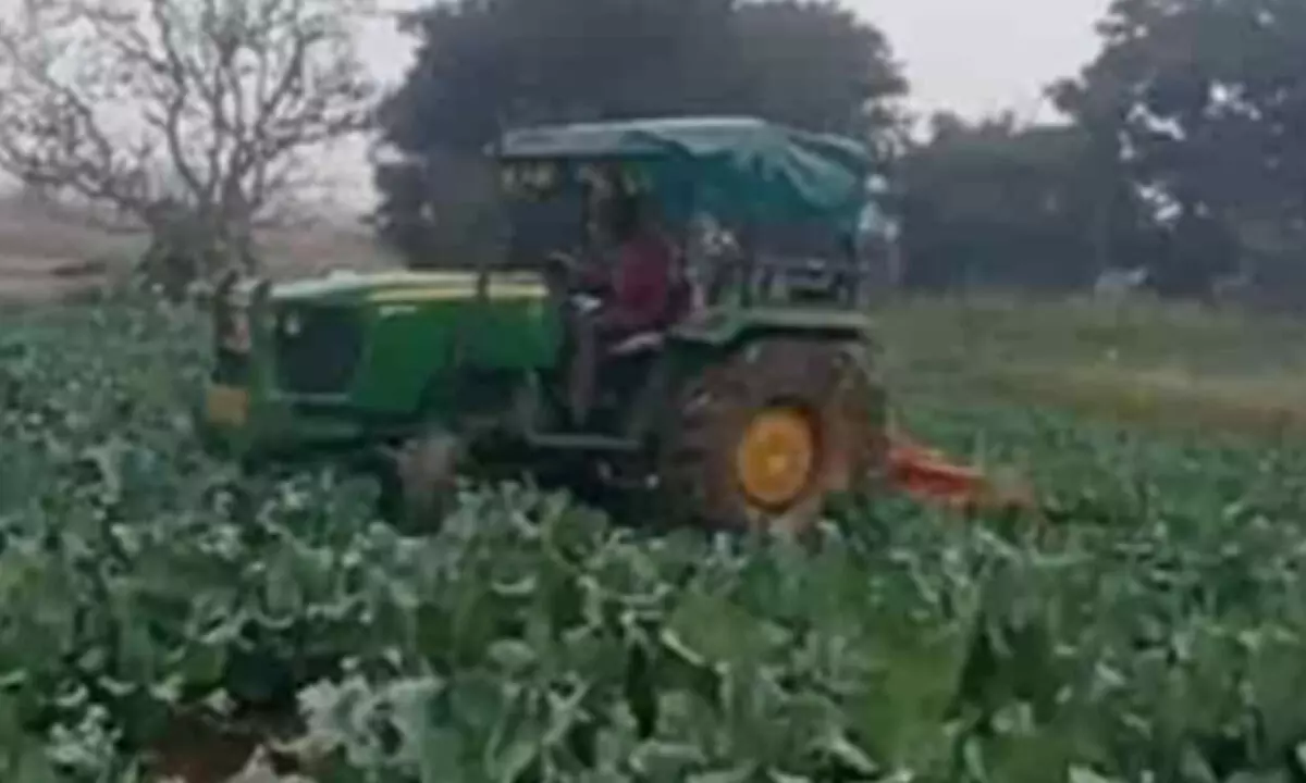 Farmers in Jharkhand forced to destroy bumper vegetable crop amid plummeting prices