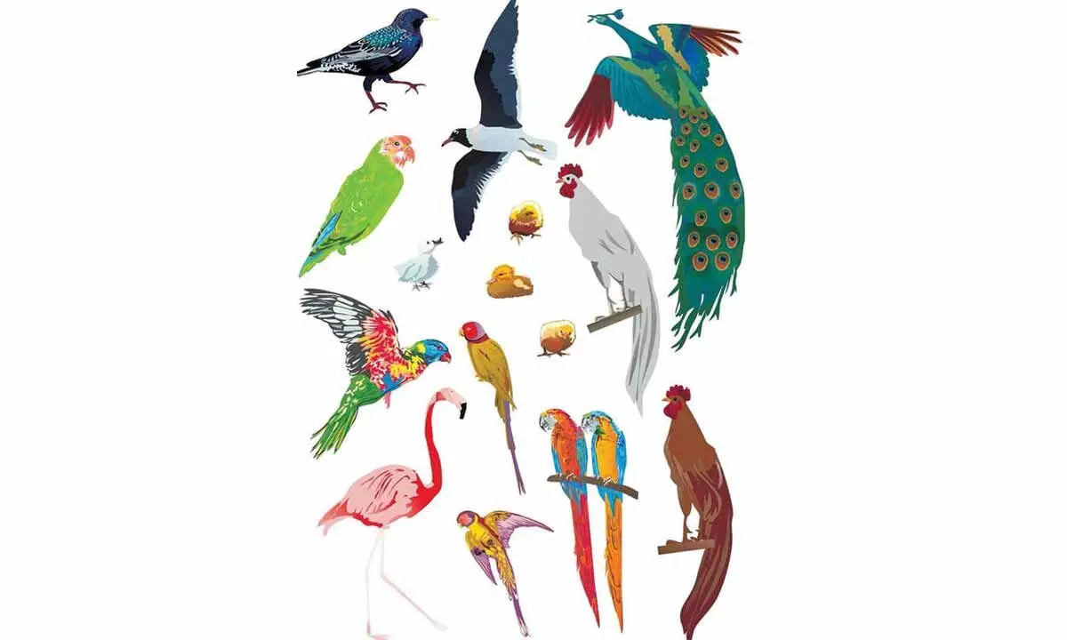 Birds and biodiversity