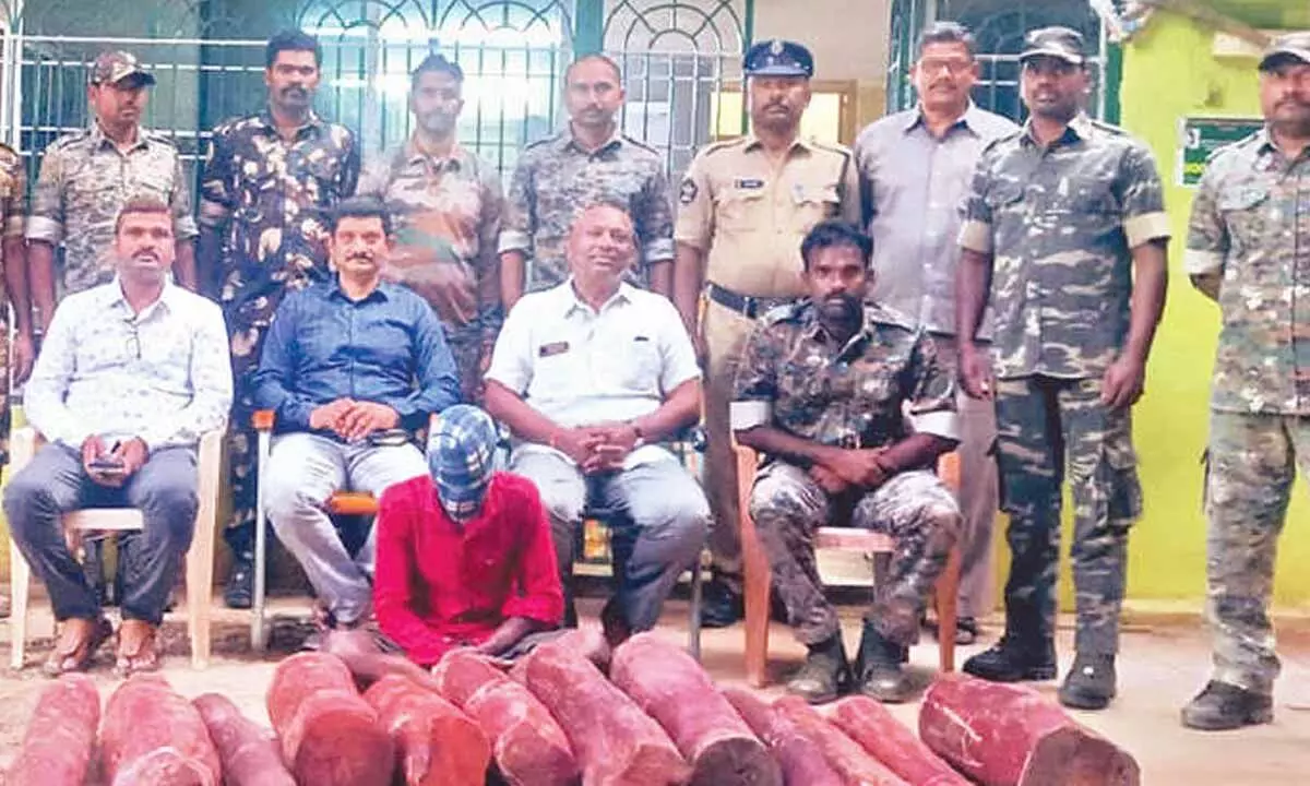 12 red sanders logs seized; 1 smuggler arrested