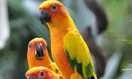 National Birds Day: The vital role of birds in our ecosystem