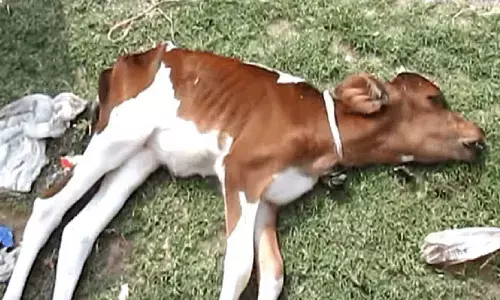 KMC students rescue distressed cow, deliver baby calf
