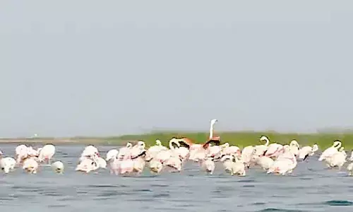 Odisha plans to set up bird museum, says Pravati