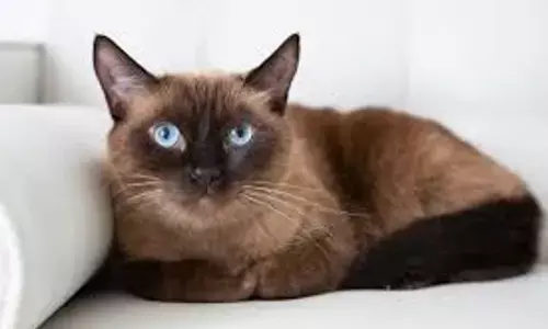 Pet Cat Dies in Hyderabad: Owner and Hospital Staff File Counter Complaints