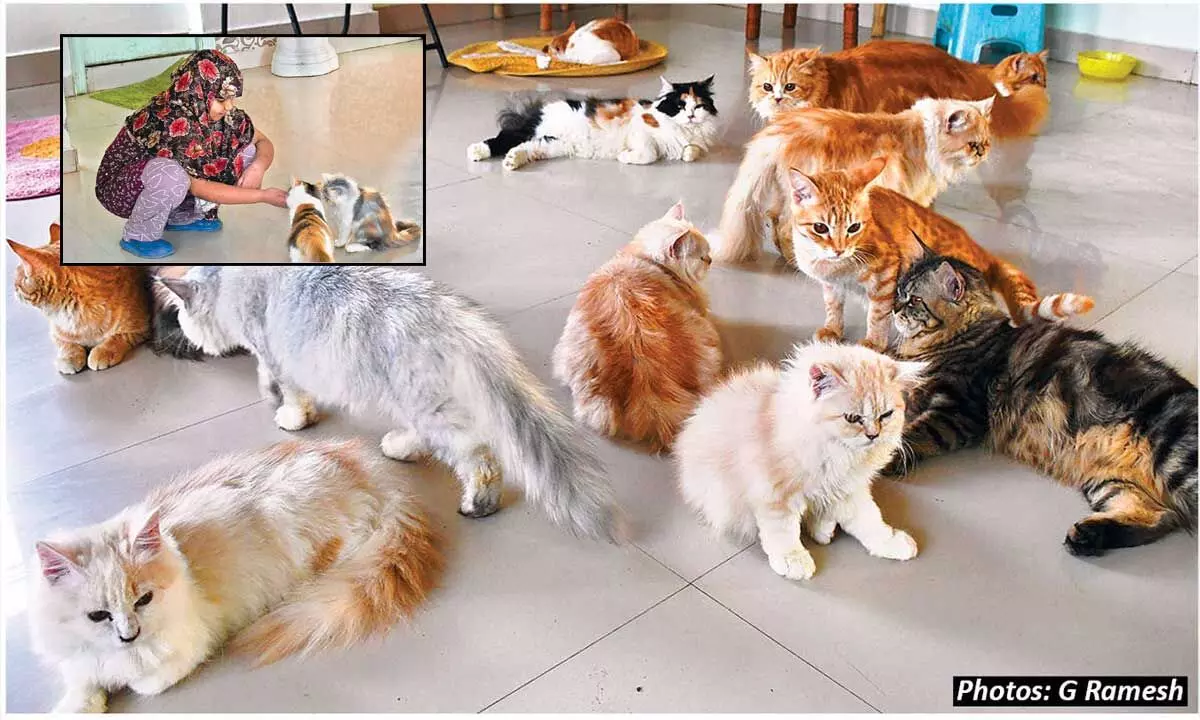 Feline-friendly fad: Hyderabad blazes new cat therapy trail