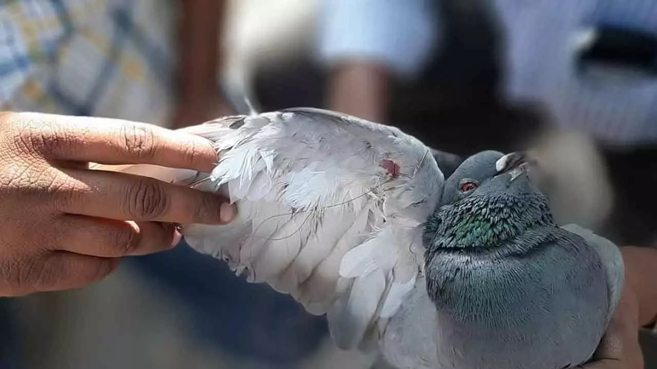 GHSPCA volunteers to rescue birds injured by Chinese manja