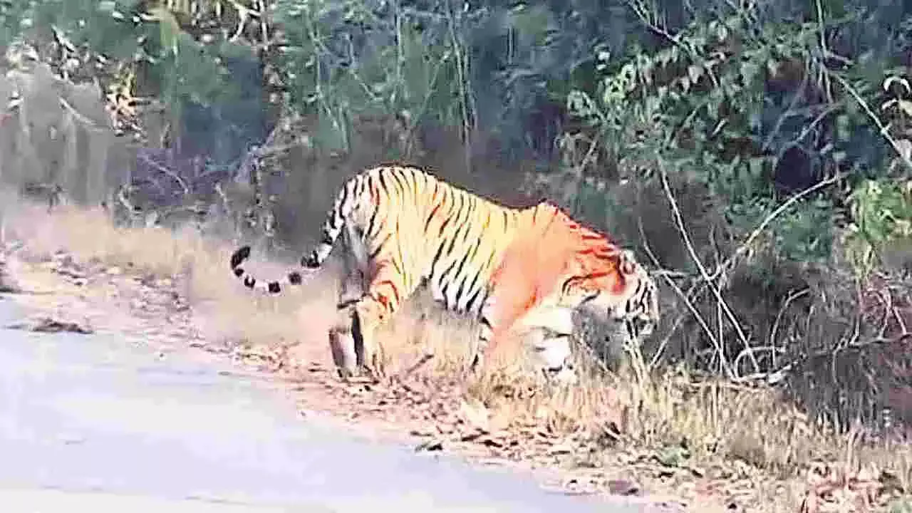 Tiger spotted at Dharakonda Ghat