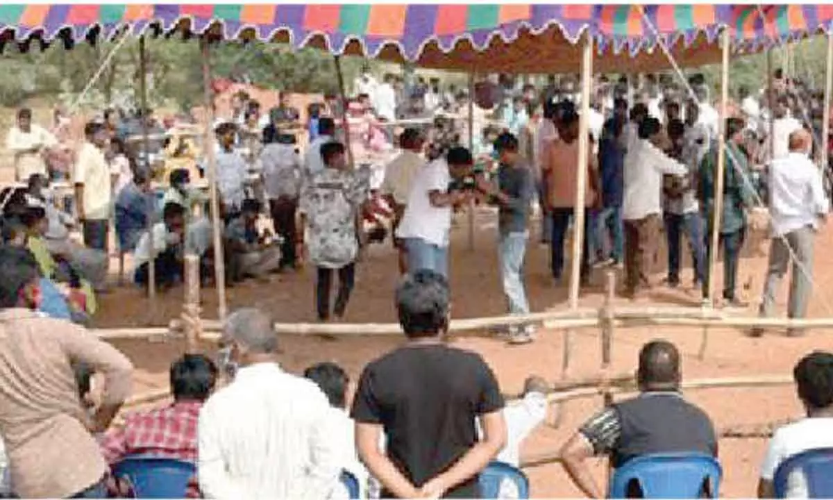 Cockfighting frenzy grips Godavari dists