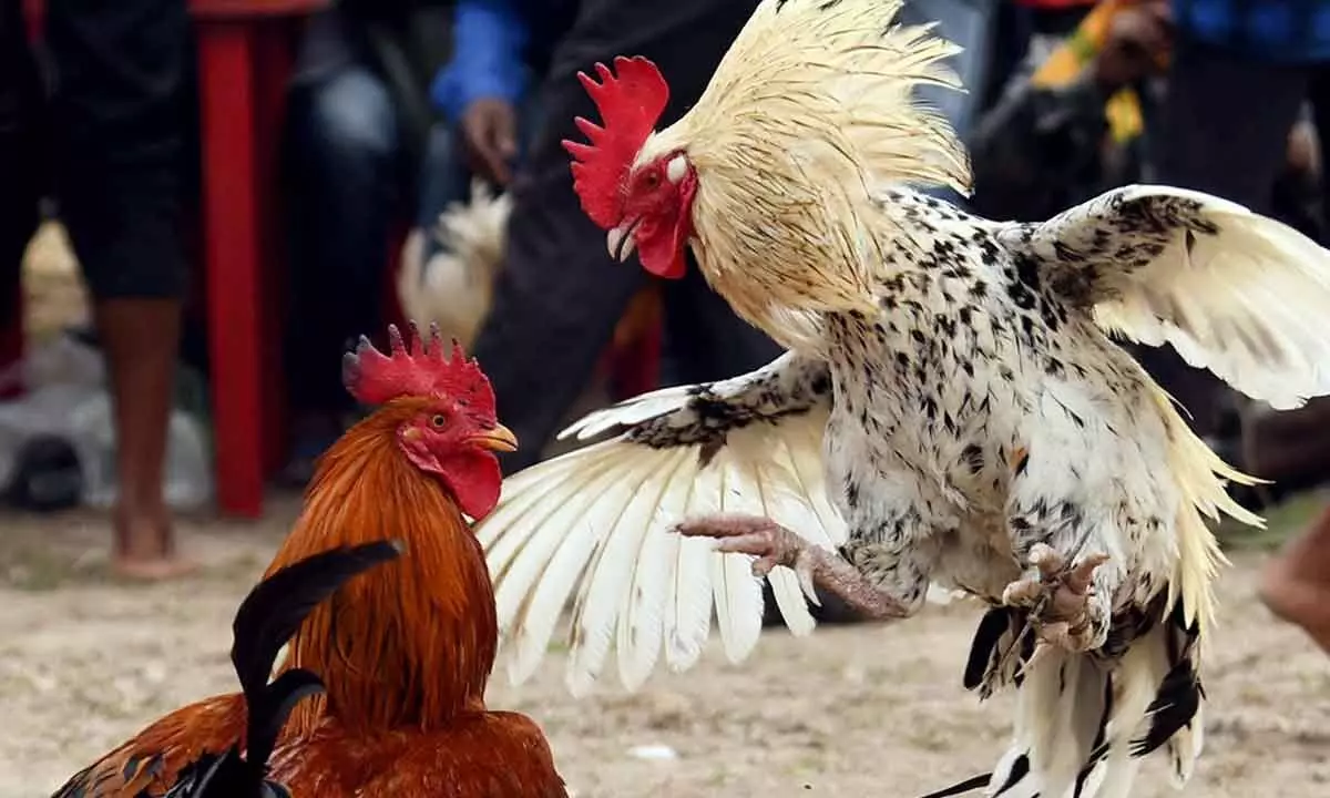 Cockfights Thriving in Andhra Pradesh, Crores Exchanged in Bets