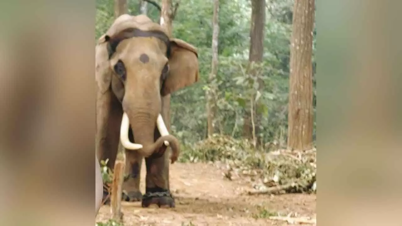 Kumki elephant dies in Similipal