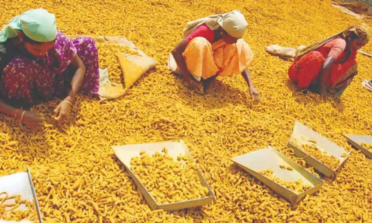 Turmeric Board Begins Operations in Nizamabad: A Boost for Farmers