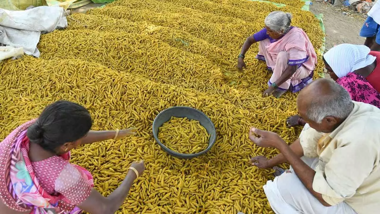 Turmeric Farmers to See Brighter Days: Turmeric Board Inaugurated