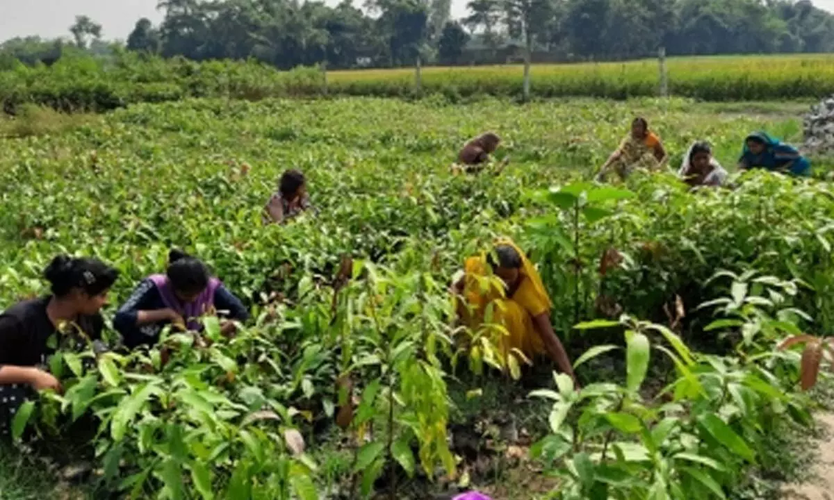 Area sown under rabi crops crosses 632 lakh hectares