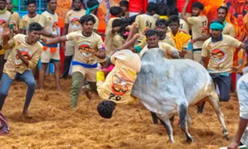 Avaniyapuram Jallikattu begins in TN, 1,100 bulls compete