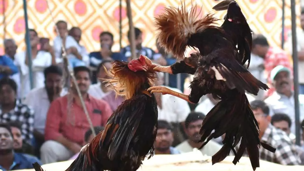 Rajamahendravaram: Cockfights held as no fear of law during Sankranti