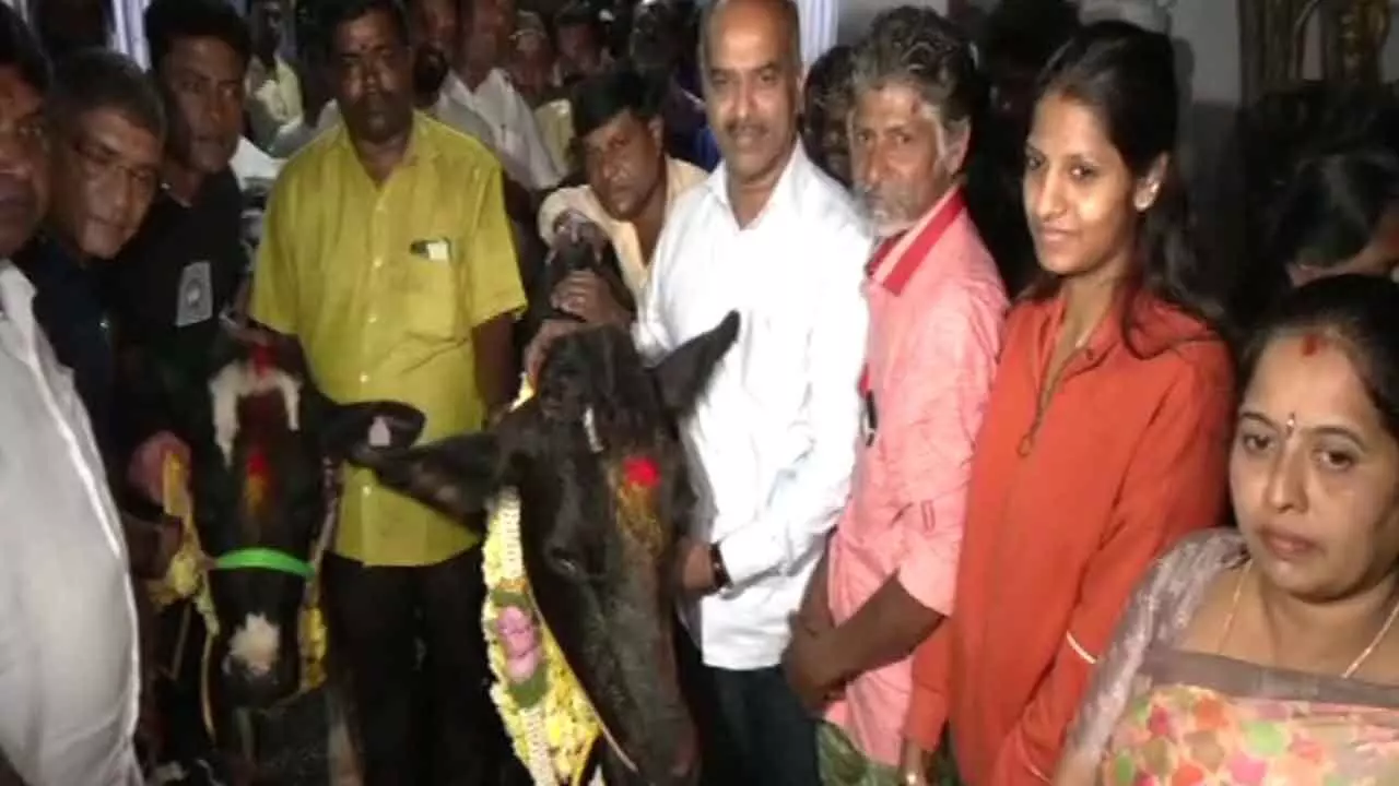 BJP MP offers new bovines to cow owner