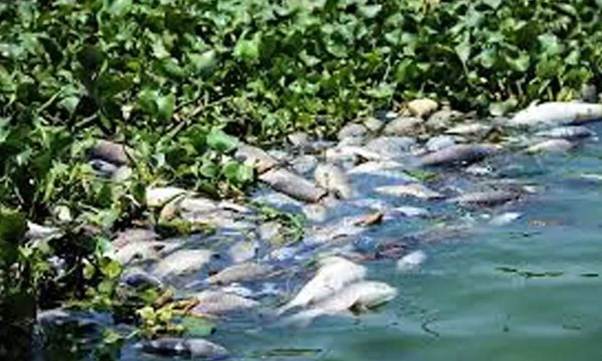 Ryots in distress; illegal ‘diversion’ of Jurala water to fish ponds Ryots in distress; illegal ‘diversion’ of Jurala water to fish ponds