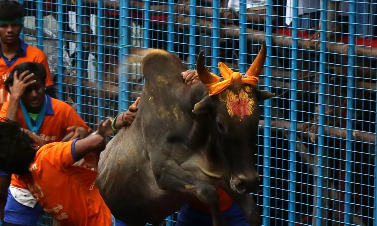 Tamil Nadu District Collector Denies BJP Allegations Of Forced Seat Vacating At Jallikattu Event Tamil Nadu District Collector Denies BJP Allegations Of Forced Seat Vacating At Jallikattu Event