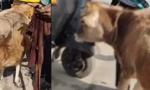 Calfs Tail Severed in Nanjangud