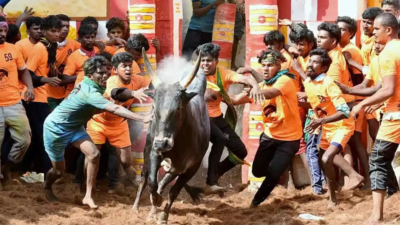 Jallikattu claims 7 lives